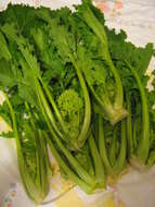 Image of Brassica ruvo