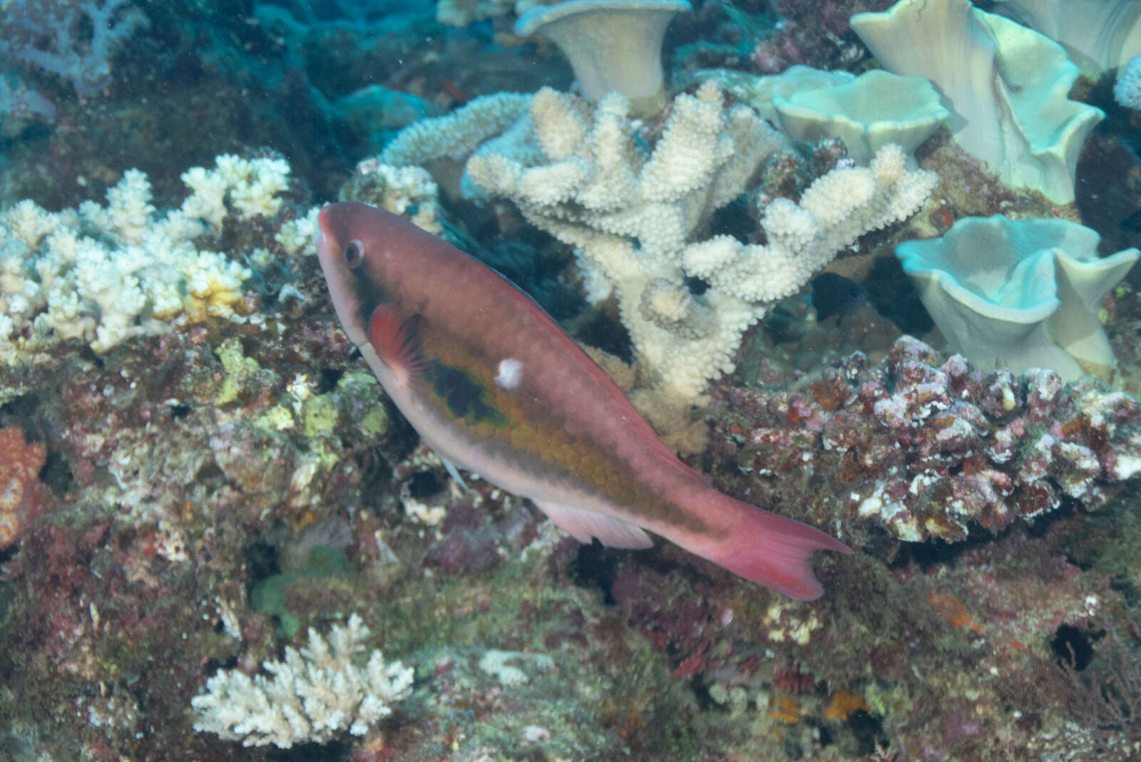 Image of Big belly Parrotfish