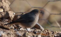 Image of Black Redstart