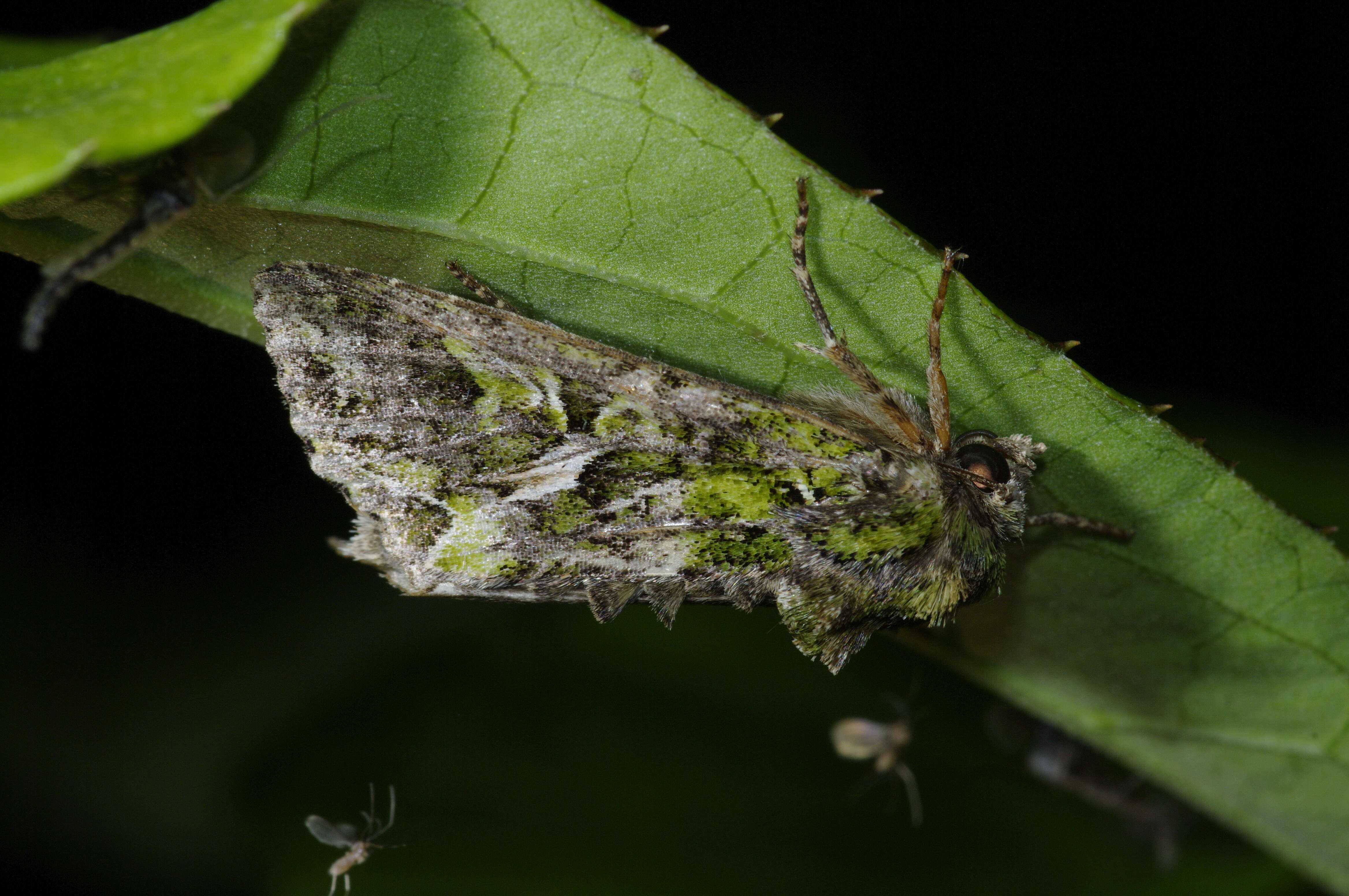 Image of orache moth