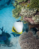 Image of Line Butterflyfish