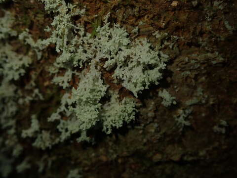 صورة Roccellinastrum neglectum Henssen & Vobis