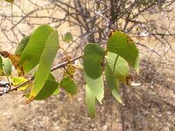 Image of Colophospermum