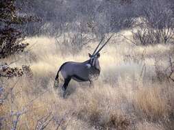 Image of Gemsbok