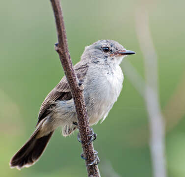 Serpophaga nigricans (Vieillot 1817)的圖片