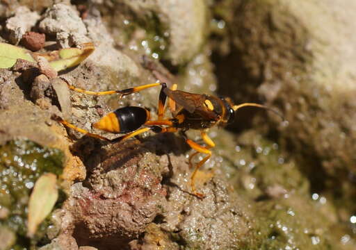 Слика од Sceliphron laetum (F. Smith 1856)