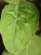 Image of false amaranth