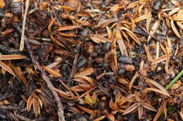 Image of Scottish wood ant