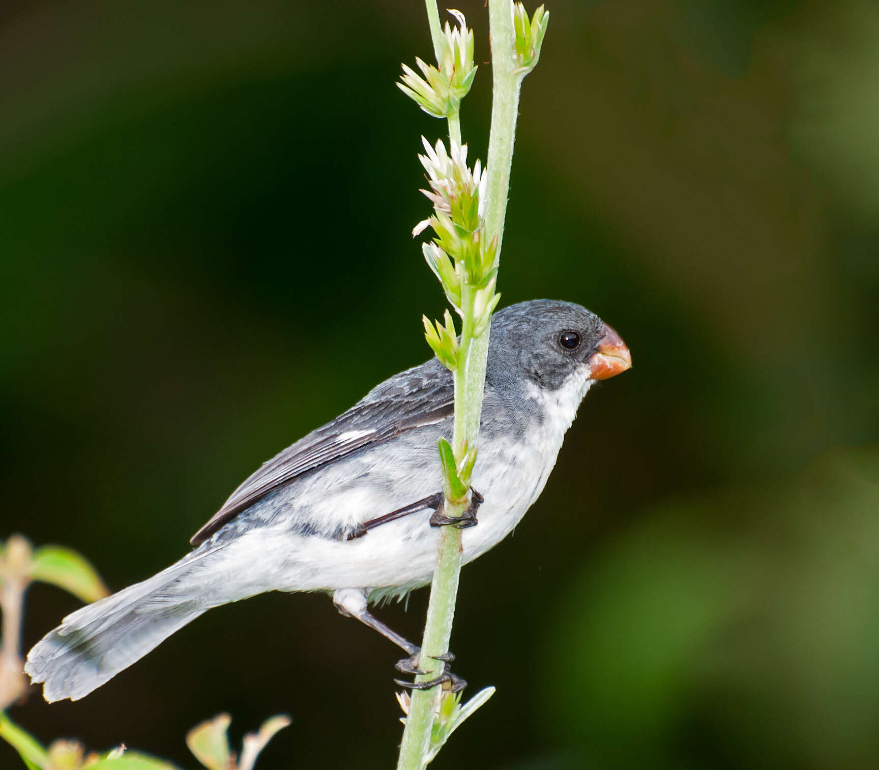 Sporophila leucoptera (Vieillot 1817) resmi