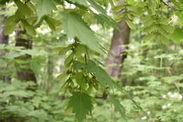 Image of Bearded maple