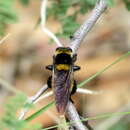 Image of Southern Bee Killer