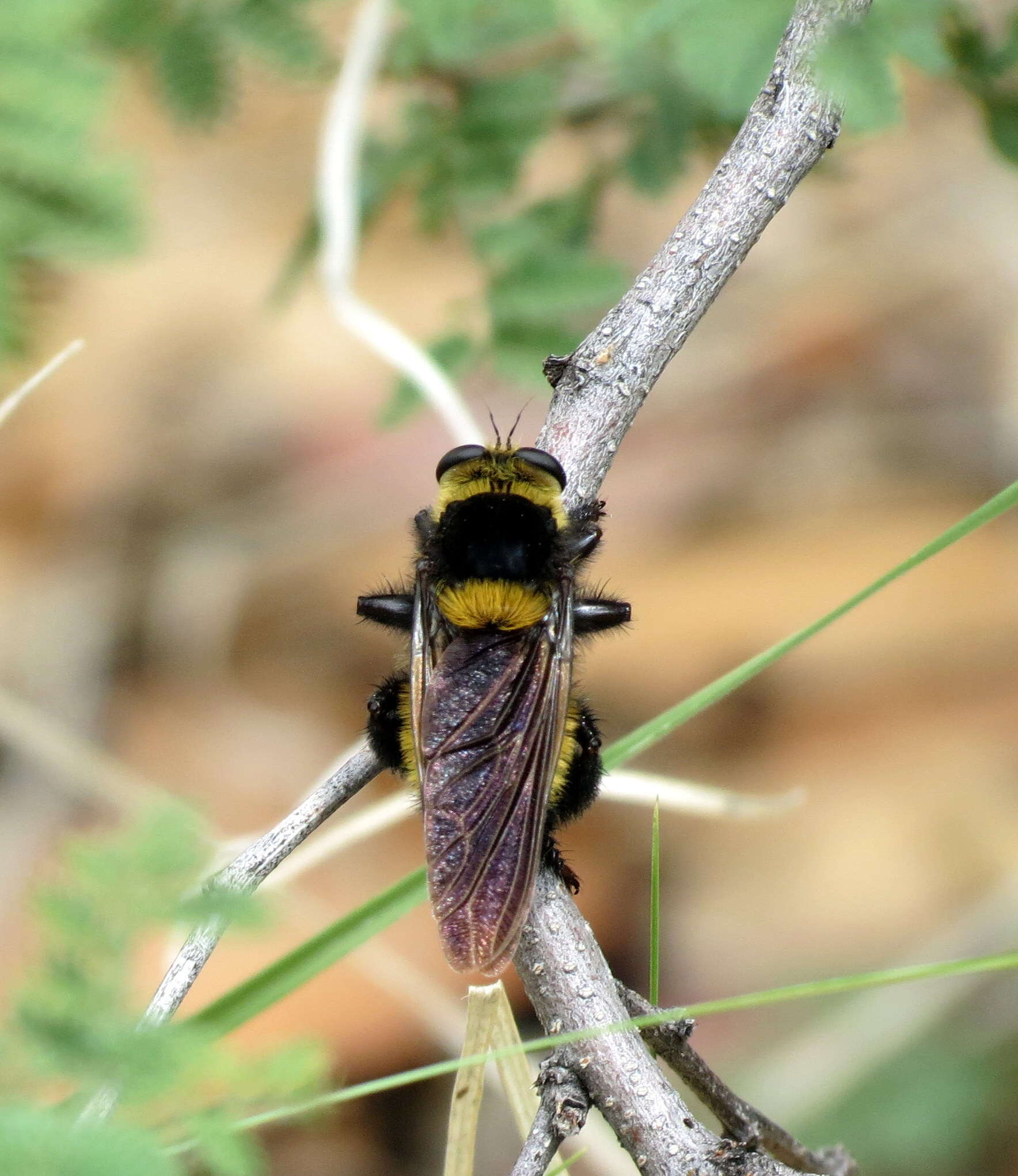 Imagem de Mallophora orcina (Wiedemann 1828)