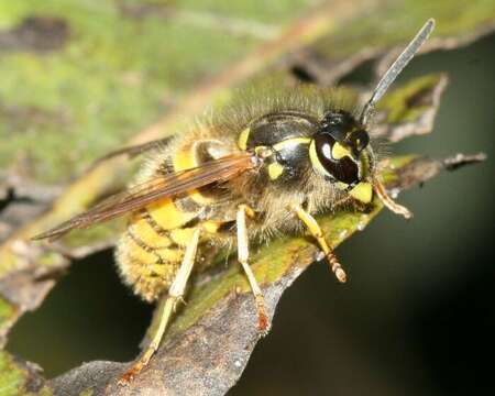 Image of Common wasp