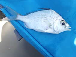 Image of Flagfin Mojarra