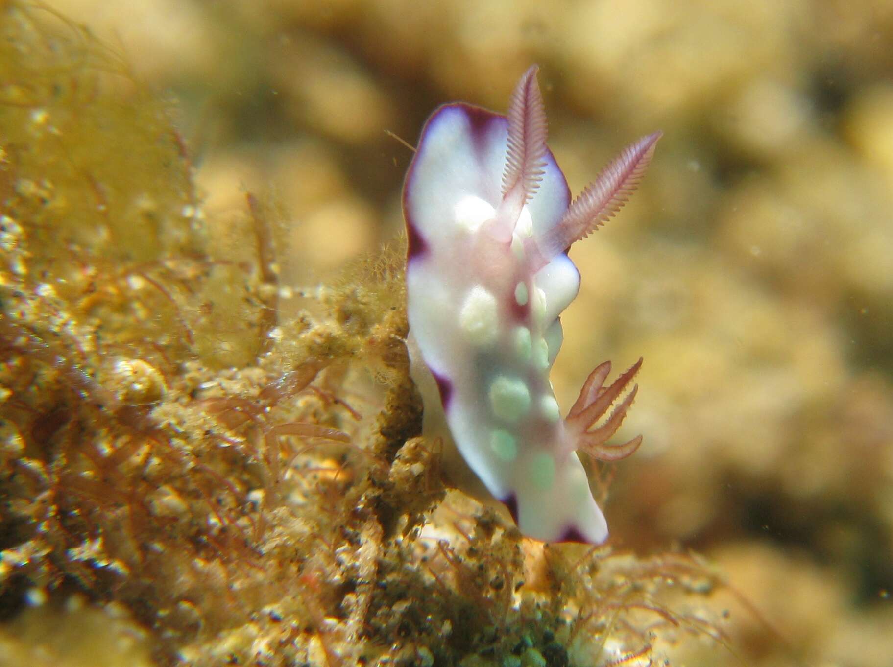 Image of Goniobranchus hintuanensis (Gosliner & Behrens 1998)