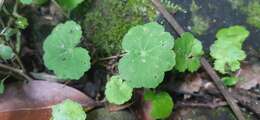 Imagem de Hydrocotyle nepalensis Hook.