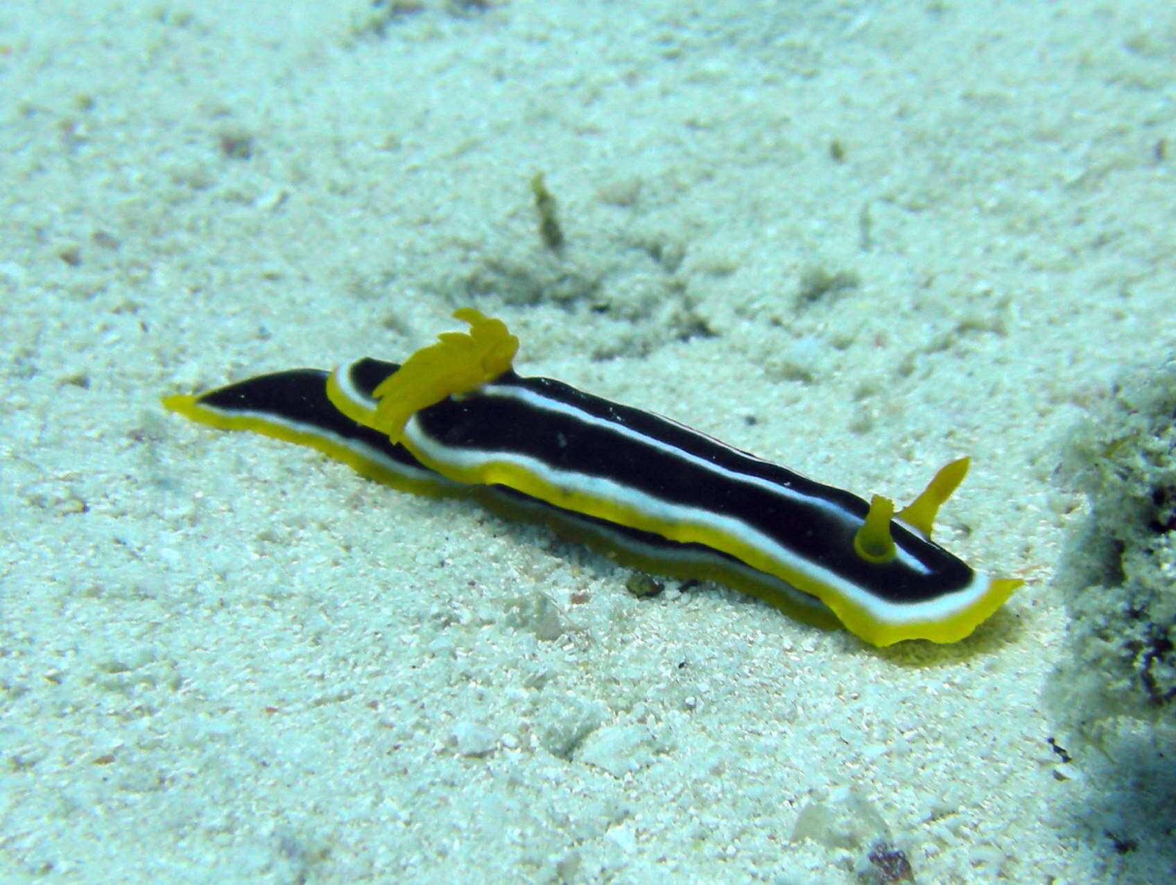 Image of Chromodoris annae Bergh 1877