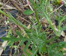 Image of Volutaria canariensis G. Wagenitz