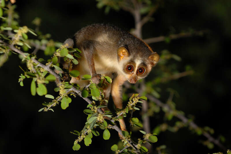 Image of slender loris