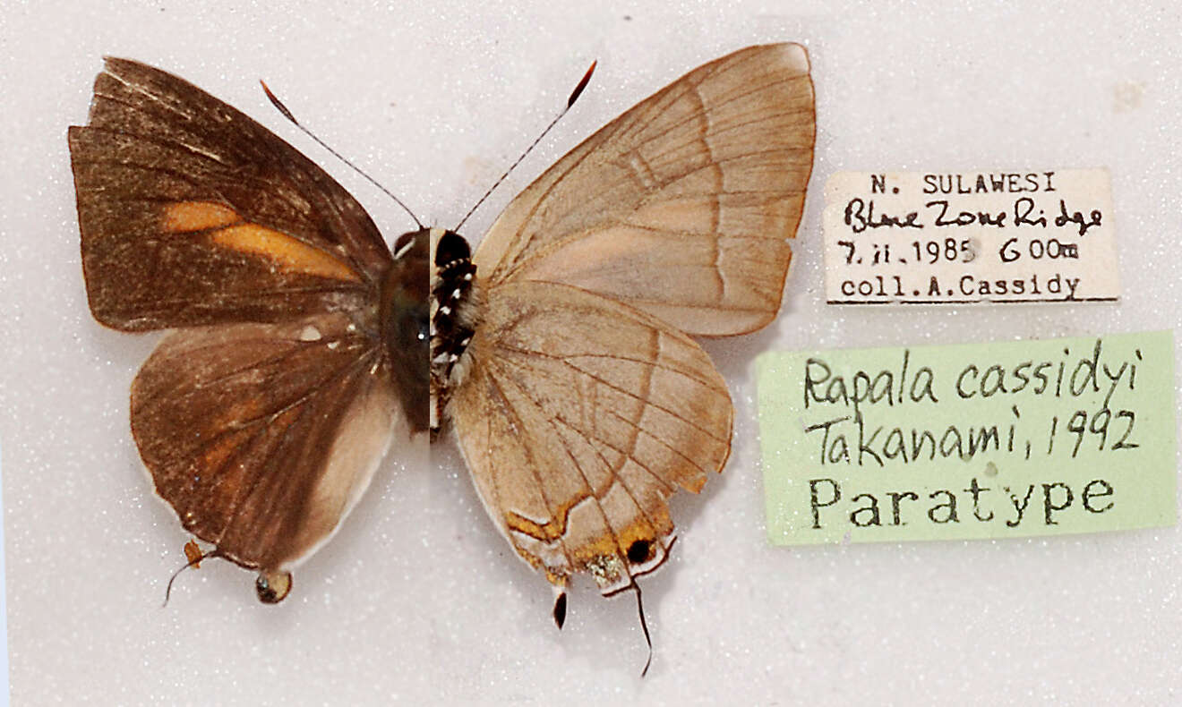 Image of Rapala cassidyi Takanami 1992