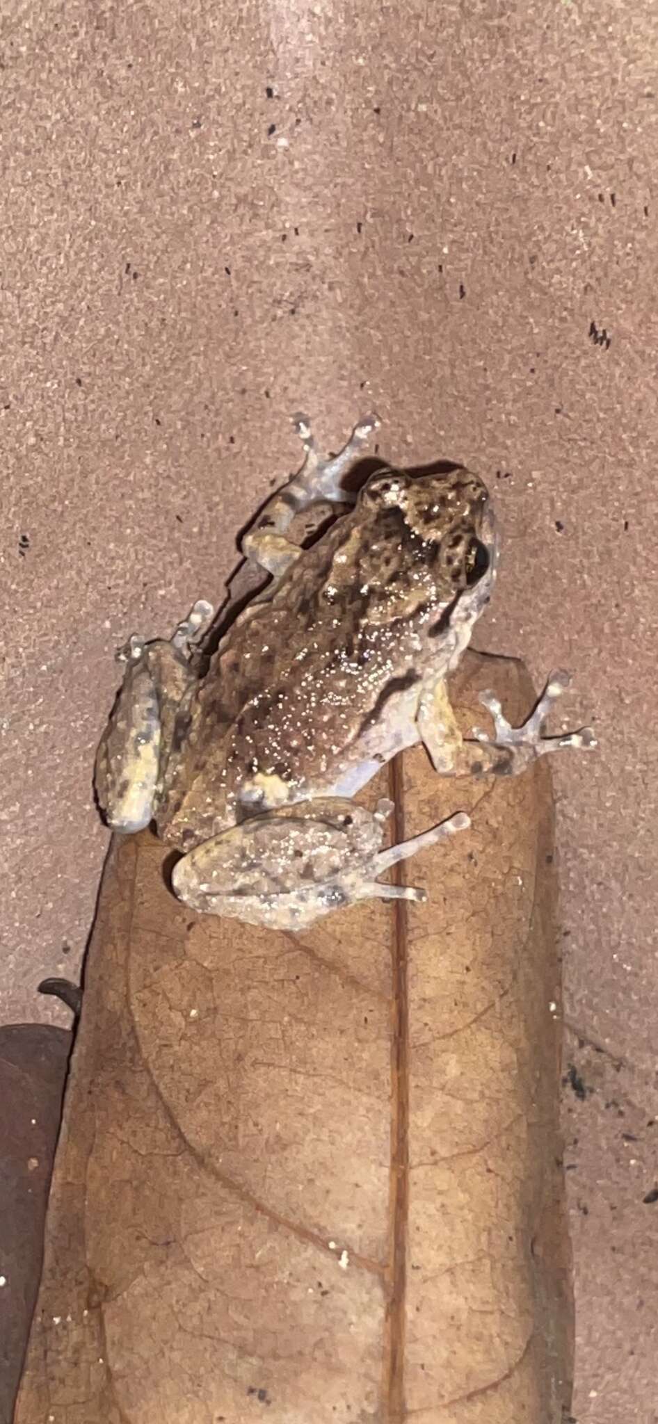 Image of Ornate Frog