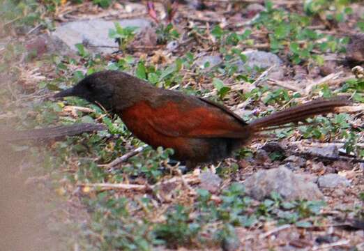 Image of Rufous-breasted Spinetail