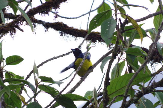 Image of Hooded Mountain Tanager