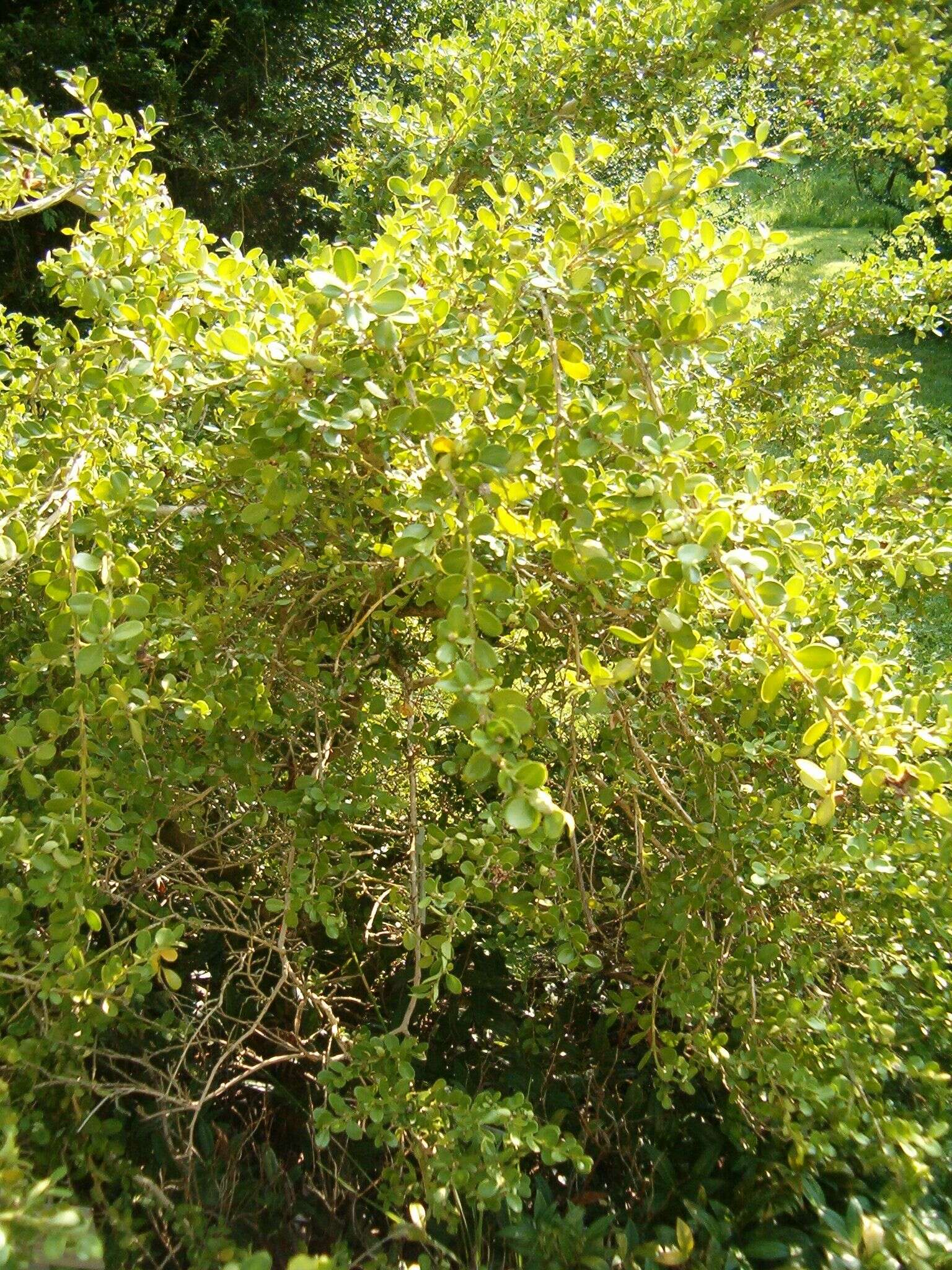 Image of Boxwood