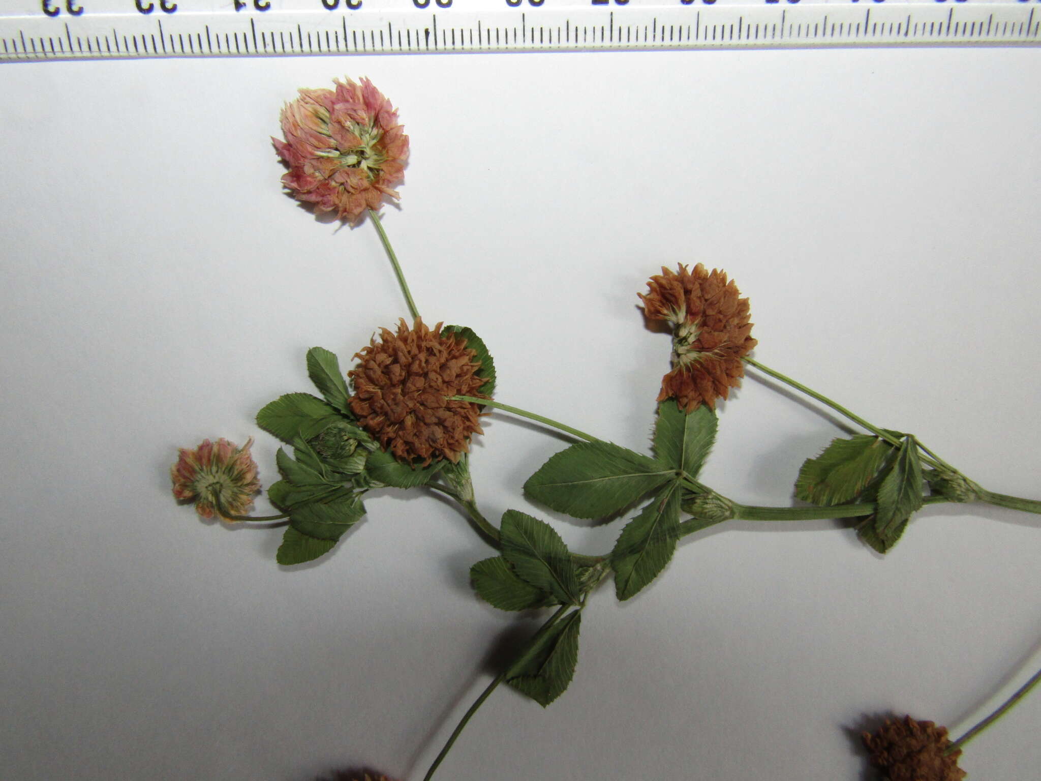 Image of Trifolium hybridum subsp. elegans (Savi) Asch. & Graebn.