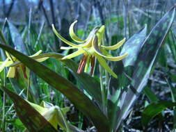 Imagem de Erythronium americanum Ker Gawl.