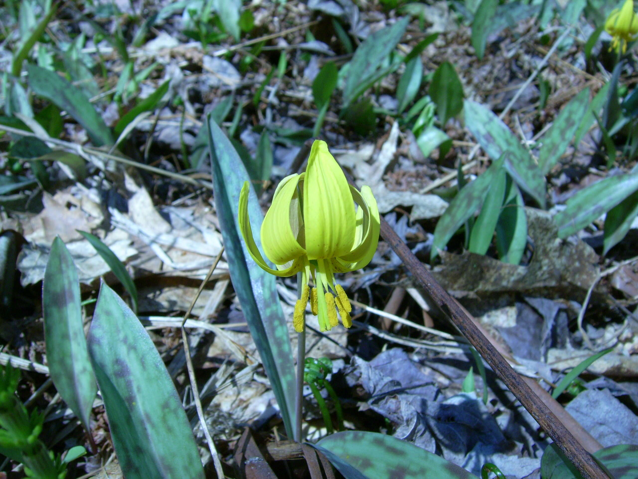 Image of dogtooth violet