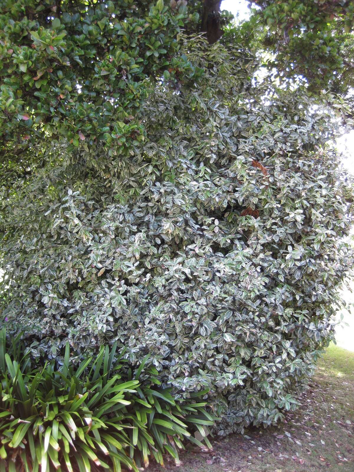 Image of African wintersweet