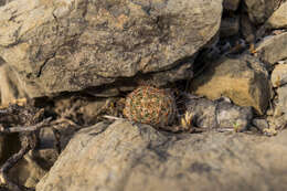 Image of Mammillaria carretii Rebut ex K. Schum.