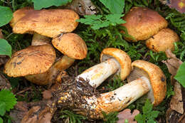 Imagem de Cortinarius rubicundulus (Rea) A. Pearson 1946