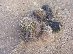 Image of Pima pineapple cactus