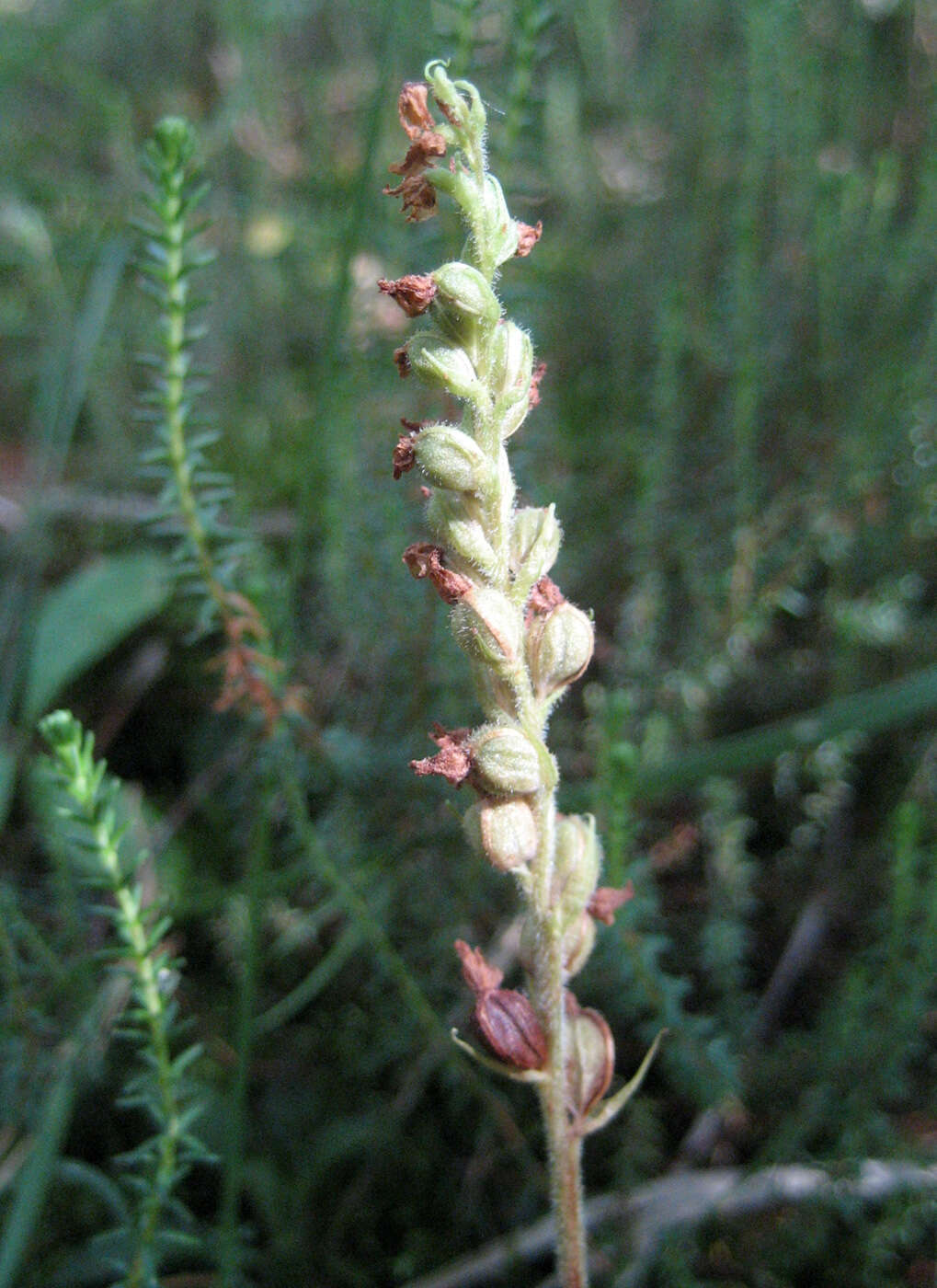 Image of Dwarf rattlesnake plantain (America)