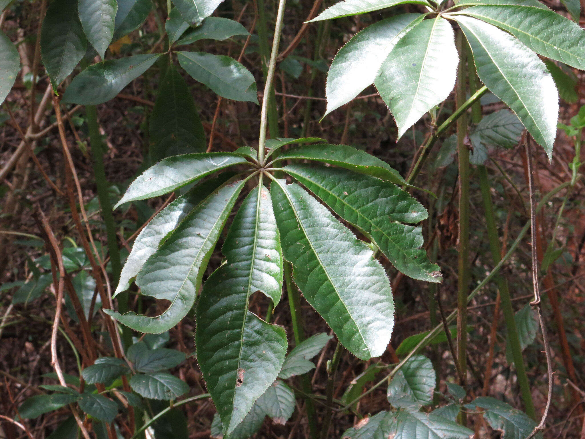 Imagem de Schefflera digitata J. R. Forst. & G. Forst.