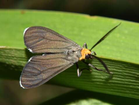 Image of Ctenucha rubriceps