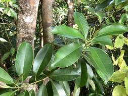 Image of Syzygium densinervium var. insulare Chang