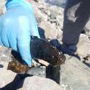 Image of Rock blenny