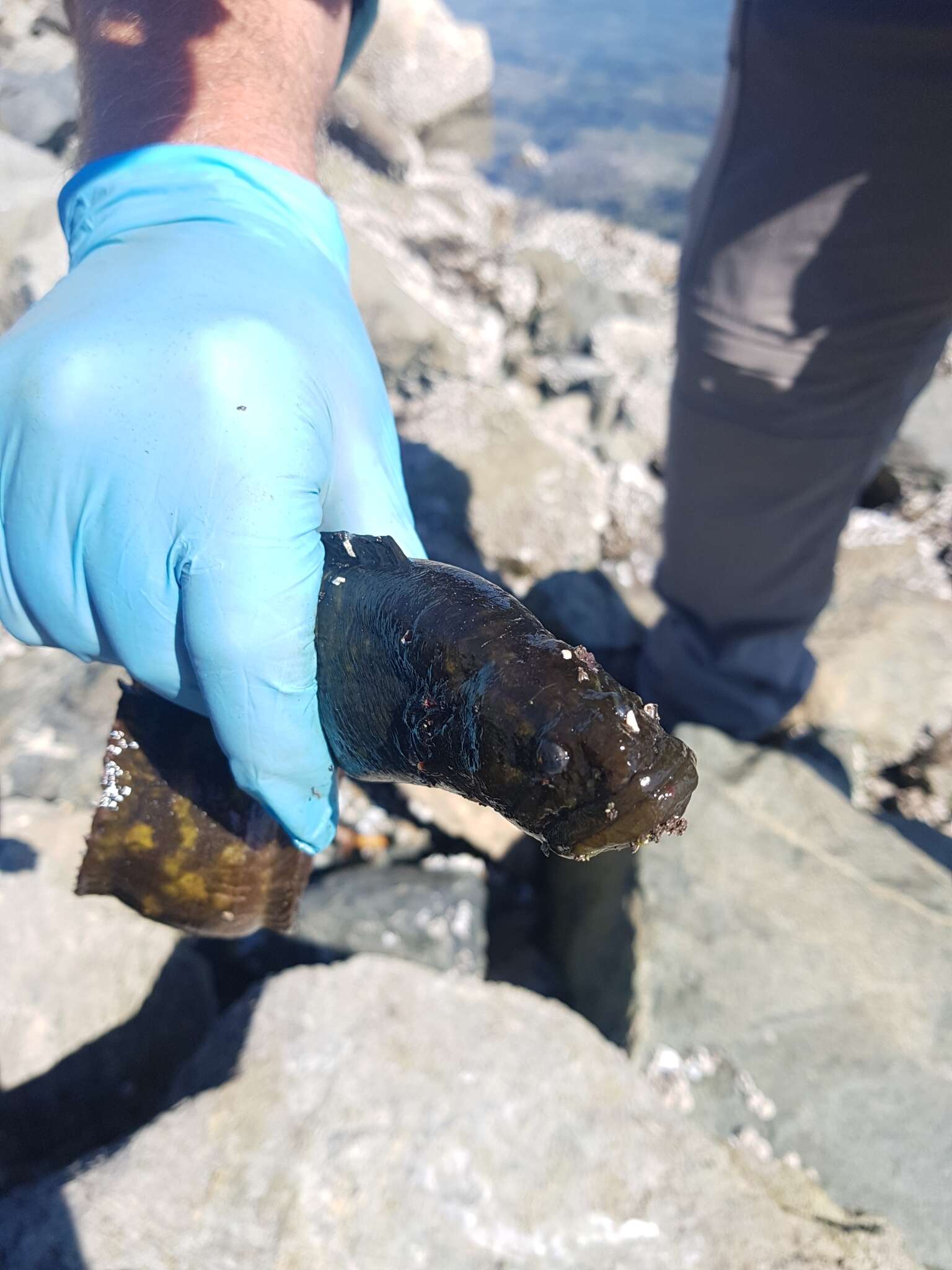 Image of Rock blenny