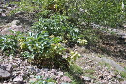 Image of Corsican hellebore