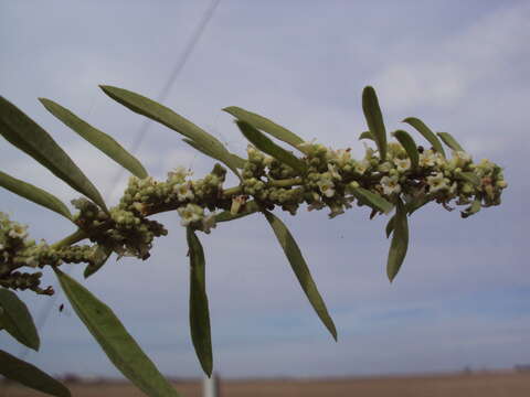 Imagem de Aloysia polystachya (Griseb.) Moldenke