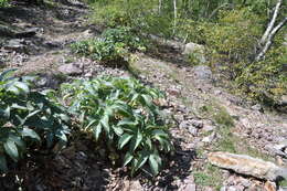 Image of Corsican hellebore