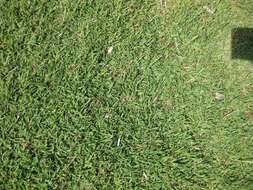 Image of crabgrass