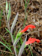 Plancia ëd Gladiolus cunonius (L.) Gaertn.