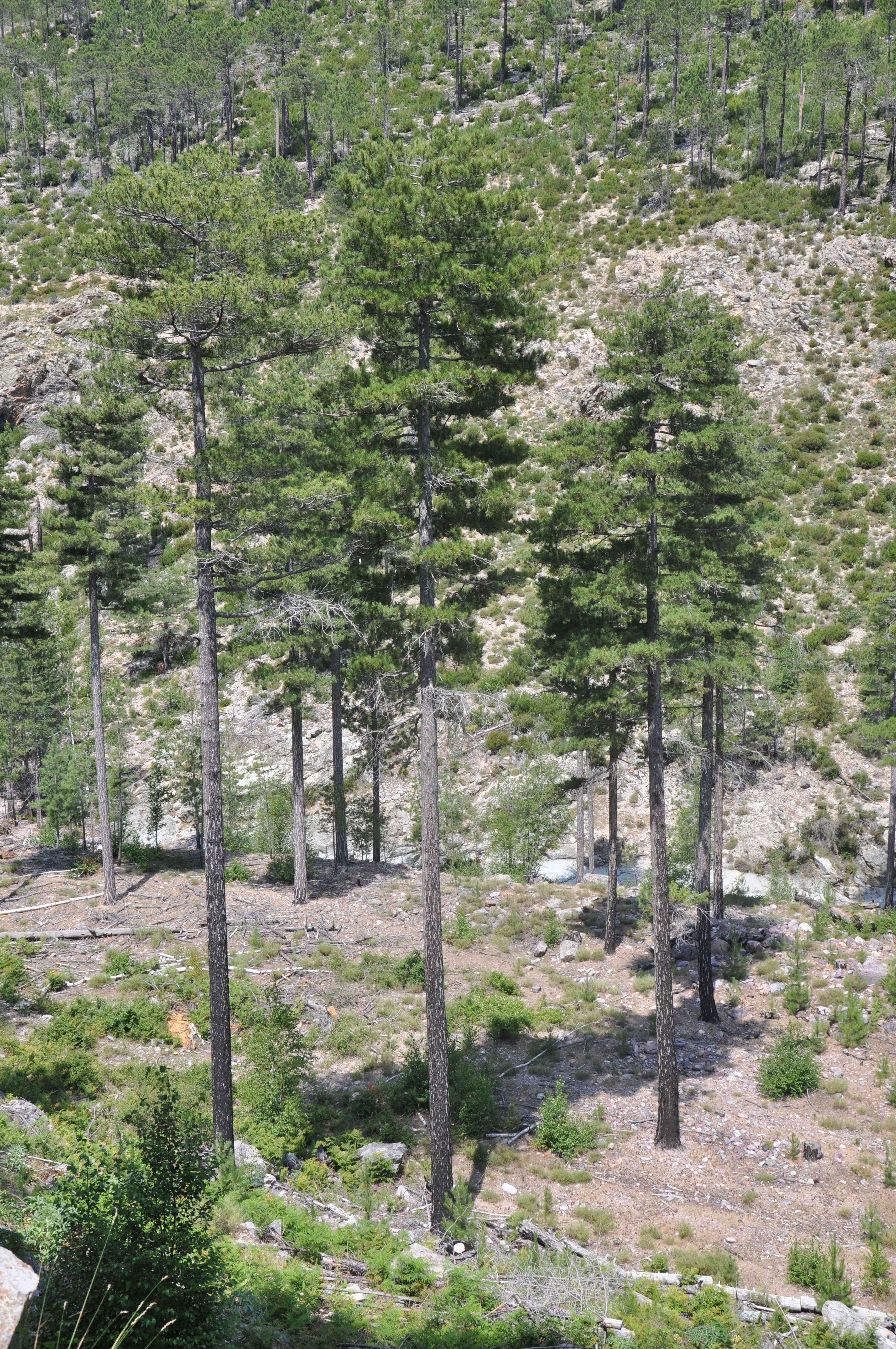 Image of Black Pine