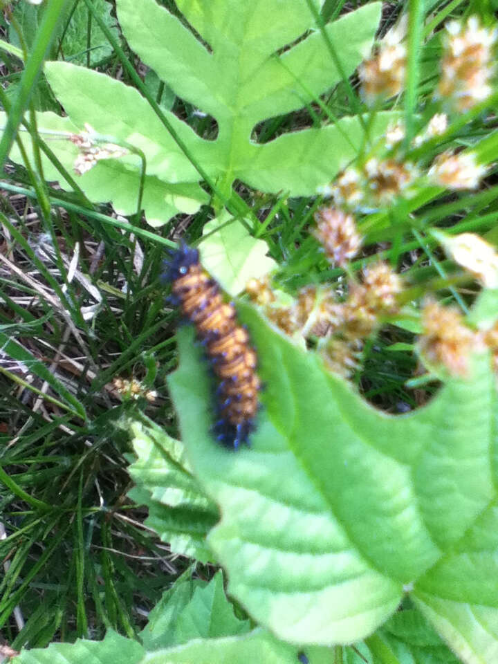 Image of Baltimore Checkerspot