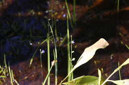Image of bladderwort