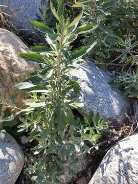 Image of Douglas' sagewort